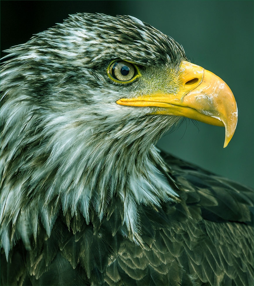 Ft-eagle